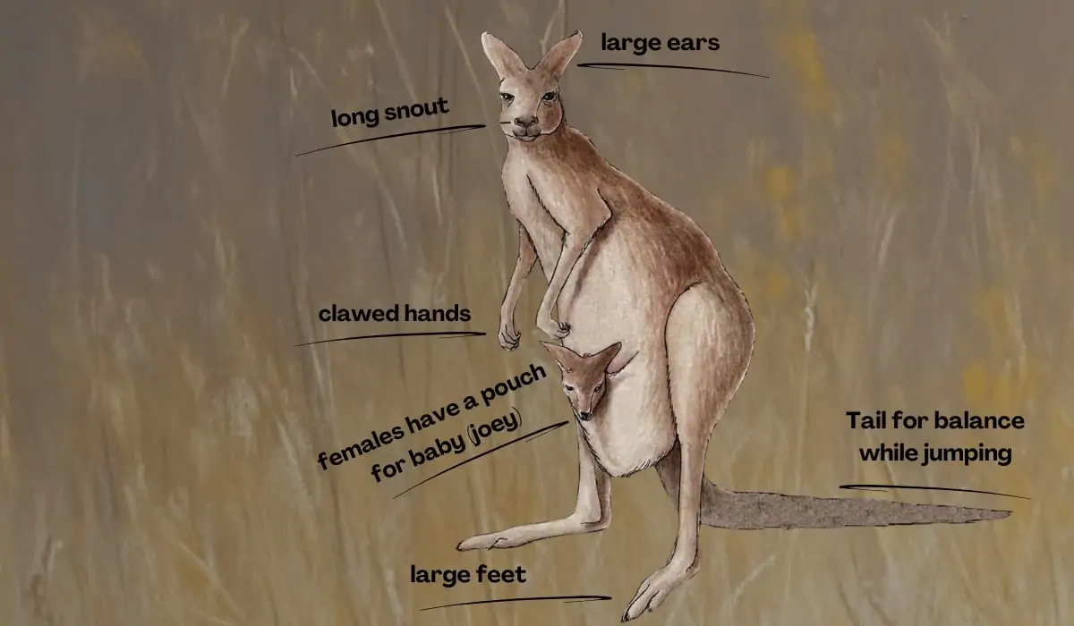 An illustrated diagram of a kangaroo with labeled features, including large ears, long snout, clawed hands, large feet, a strong tail, and a pouch for carrying a joey