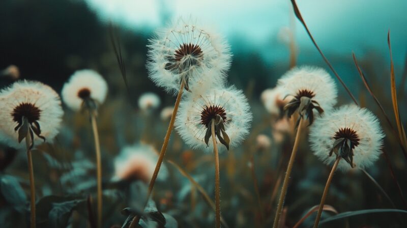 Close-up of dandelions in their seed head (puffball) stage with a soft focus background, showcasing their intricate, fluffy white seeds
