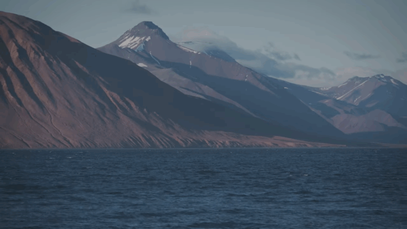 Svalbard Wildlife