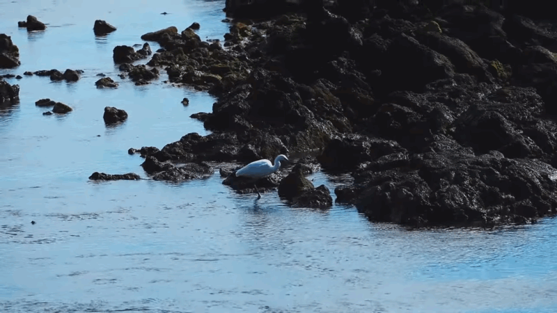 The Azores
