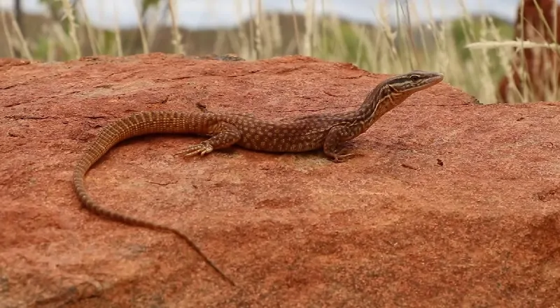 An ackie monitor lizard basking on a large red rock outdoors