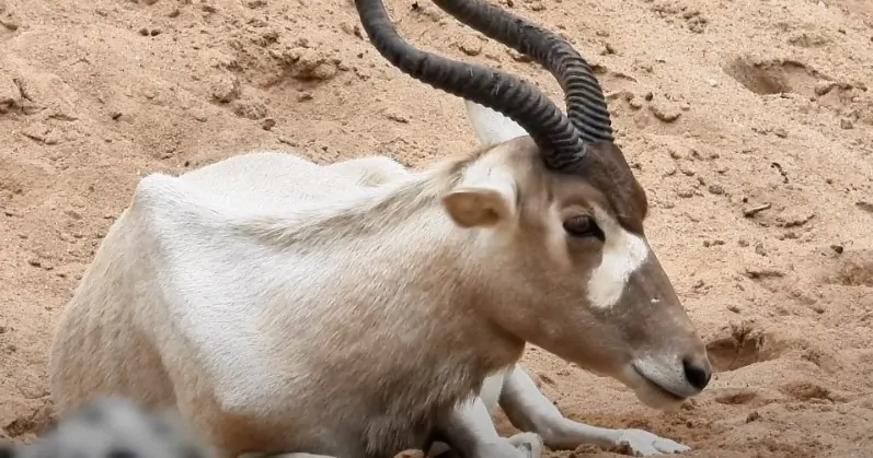 The Addax, a creature of the desert, rests in the golden sand