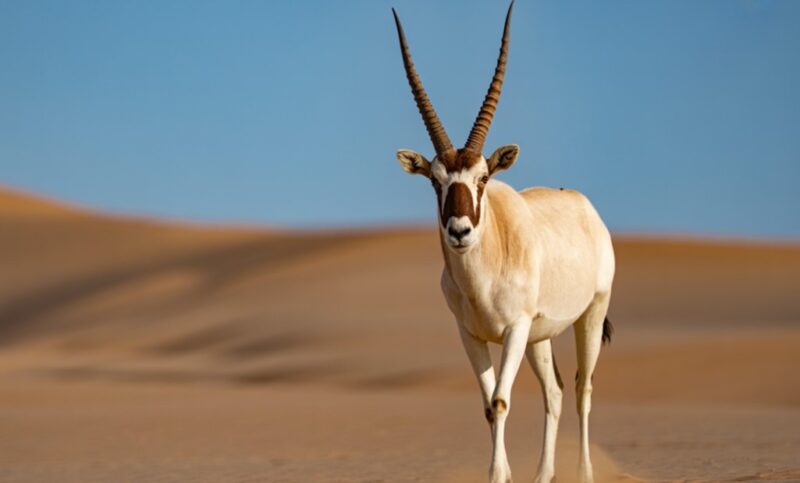 A lone Addax, its distinctive horns reaching towards the clear blue sky