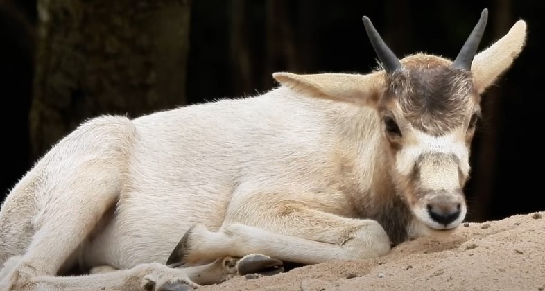 A serene Addax rests, its soft white coat blending seamlessly with the sandy terrain