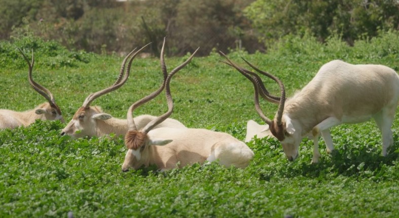 Addax gracefully graze in a verdant meadow
