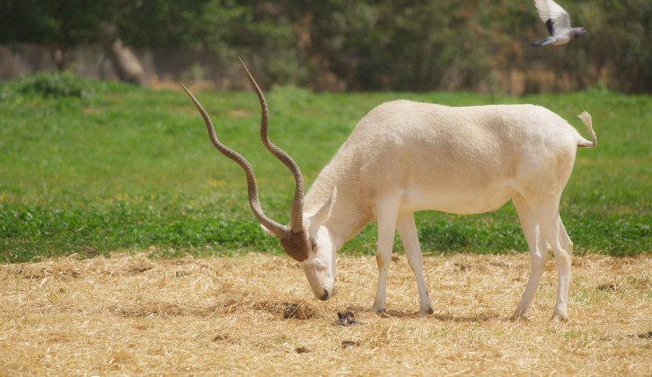 A pale Addax grazes peacefully in a grassy enclosure