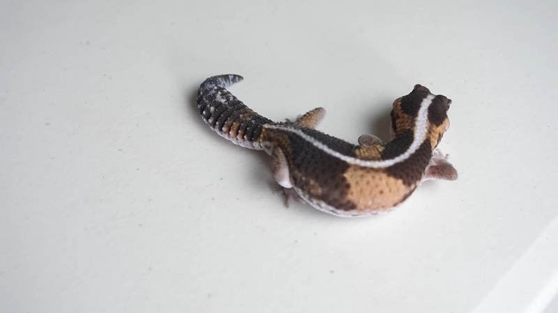 These shy lizards are nocturnal and thrive in moderately humid enclosures
