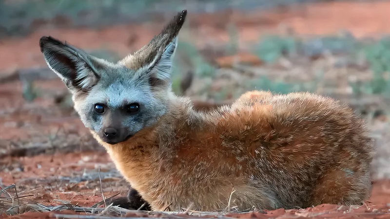 A bat-eared fox resting on red soil during the day