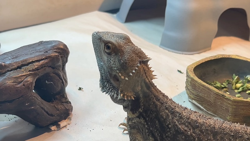 A bearded dragon lizards inside a terrarium near a food bowl