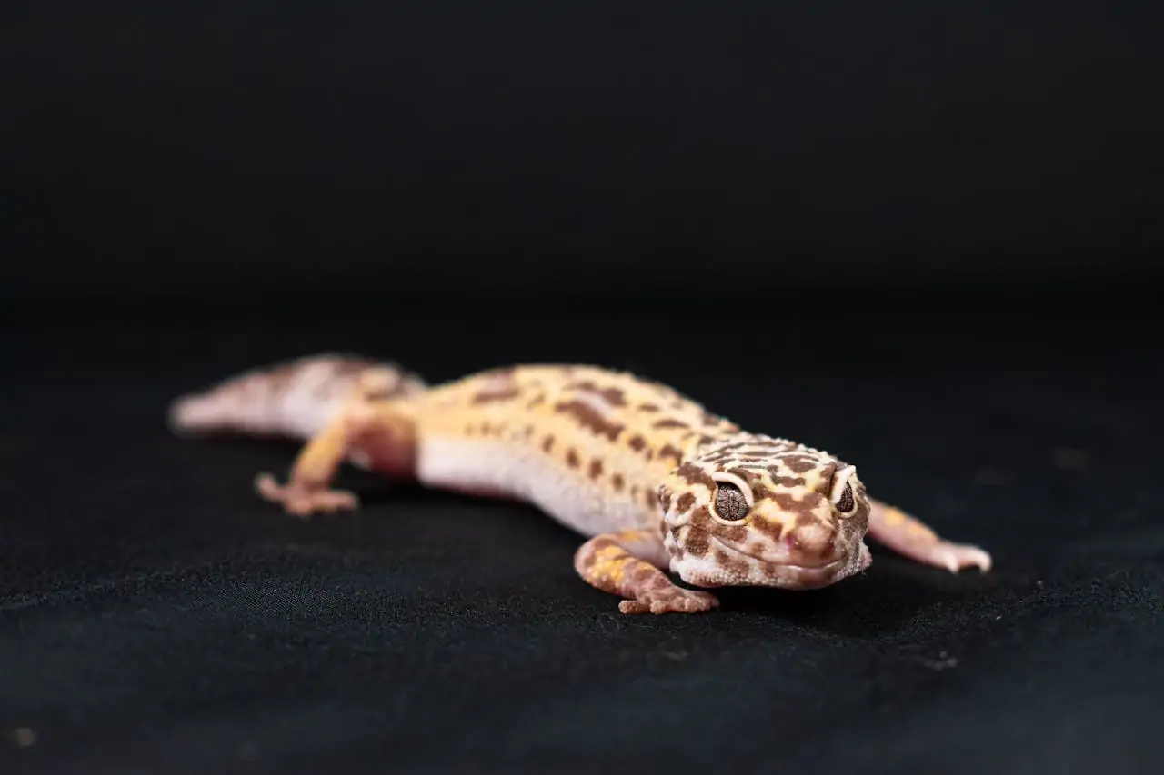 Best Pet Lizards Known for Being Friendly