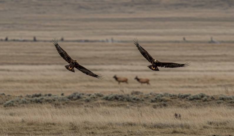 Golden eagles soar gracefully above the vast