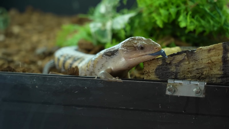 A blue-tongue skink sticking out its tongue beside a log