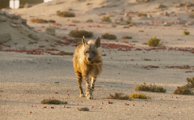A brown hyena cautiously approaching across a barren desert landscape in daylight