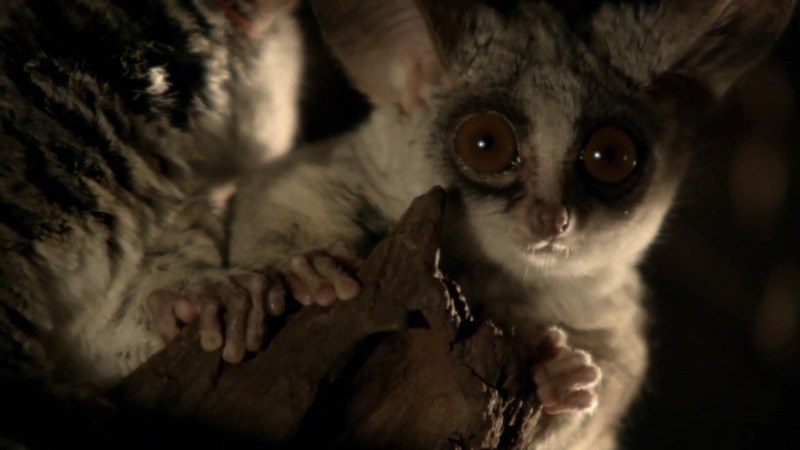A bushbaby clinging to a tree branch at night with wide eyes reflecting light, representing one of the classic nocturnal animals of Africa