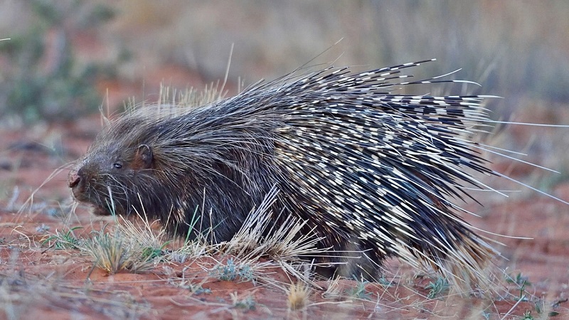 A Cape porcupine walking across dry savannah terrain, one of the notable nocturnal animals of southern Africa