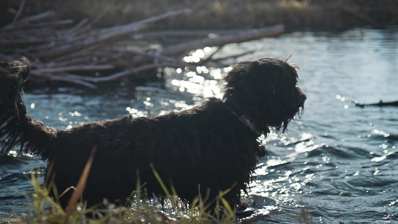Wet dog standing in a river, looking across the water