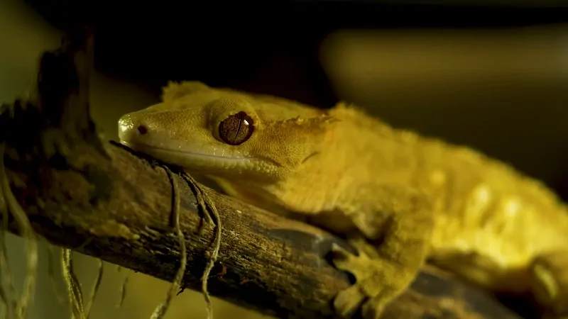 Crested geckos are climbing lizards that require vertical space and minimal care