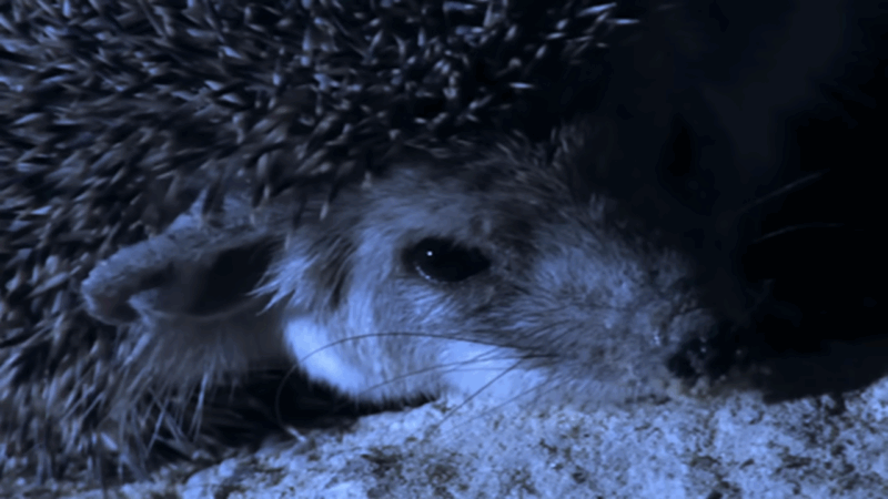 Desert Hedgehog rests on a rock at night, highlighting its vulnerable status in the wild
