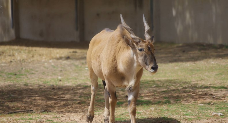 An Addax antelope grazes peacefully in its enclosure