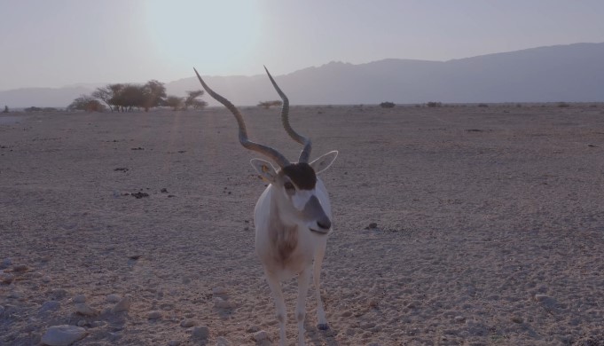 Addax antelope in a desert landscape