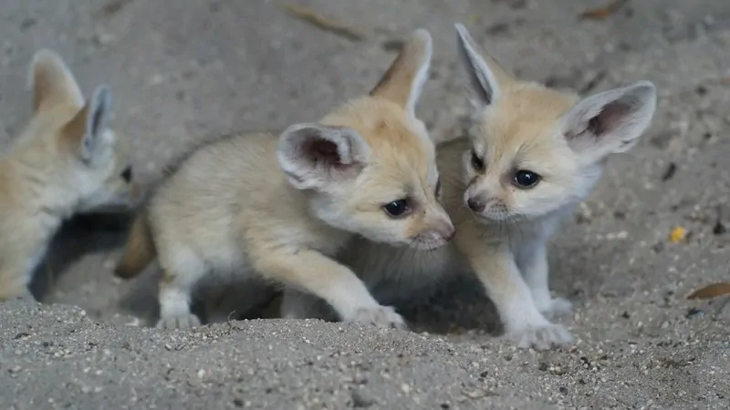 Three baby fennec foxes playing in the sand, showcasing early stages of fennec fox reproduction and development in their desert habitat
