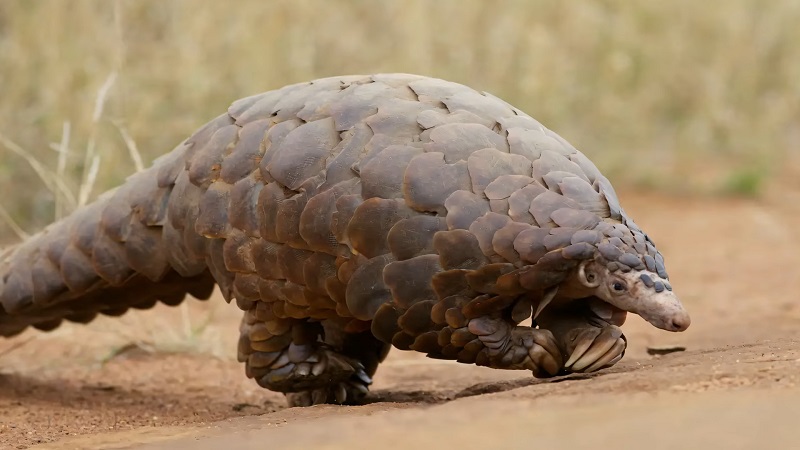 A ground pangolin walking across a dirt path with its scaly armor visible, representing one of the most elusive nocturnal animals