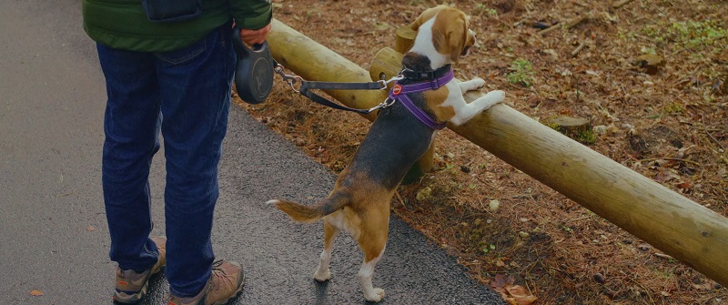 Pet owner walking a beagle on a leash beside a forest path