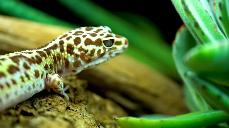 A leopard gecko with spotted skin resting among plants and logs