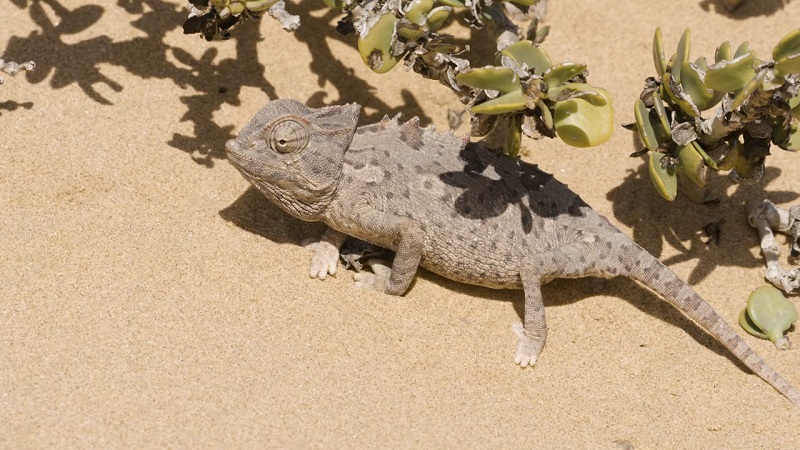 A Namaqua chameleon camouflaged against the sand, blending in with its desert environment