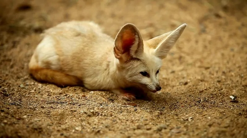 Fennec fox cools down by panting instead of sweating