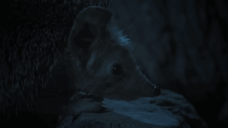 Desert Hedgehog stays alert at night, watching for nearby predators