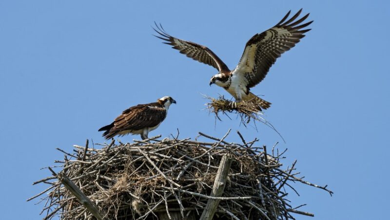 Two osprey birds, one perched in a large nest, the other in flight, carrying a bundle of vegetation