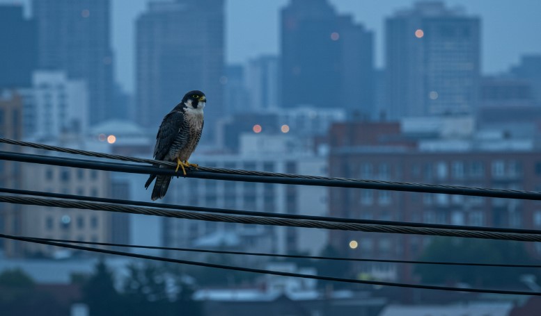 A peregrine falcon perched on utility wires