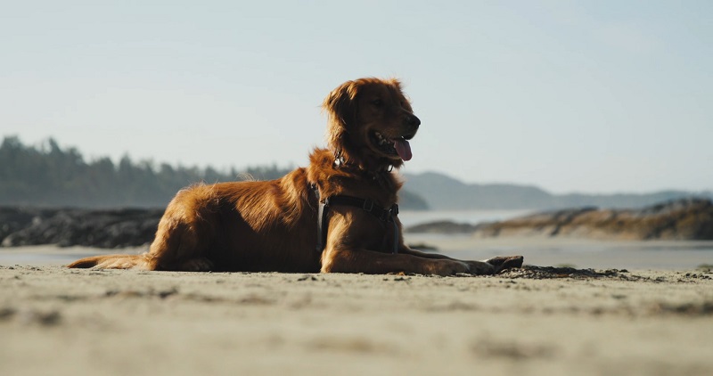 Pet retriever lying down on a beach with its tongue out, resting