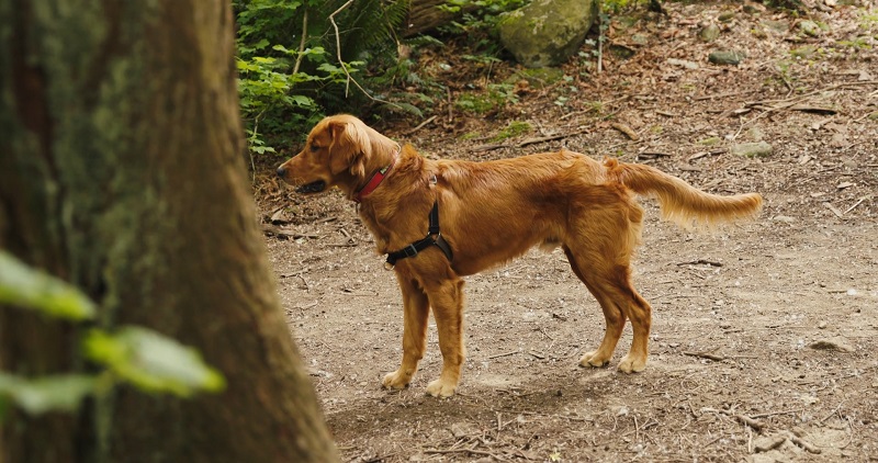 Golden retriever wearing a harness stands alert in a wooded area