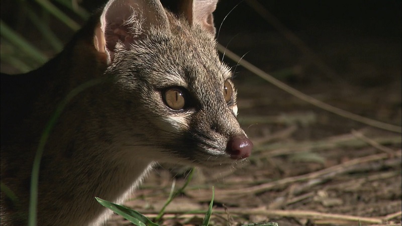 A small-spotted genet cautiously moving through undergrowth, alert and scanning for prey