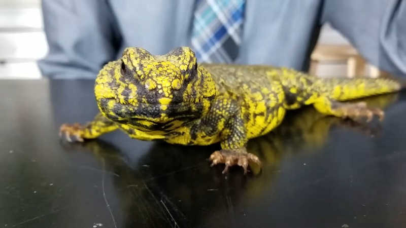 A yellow-and-black Uromastyx lizard on a black table with a tie-wearing person in the background