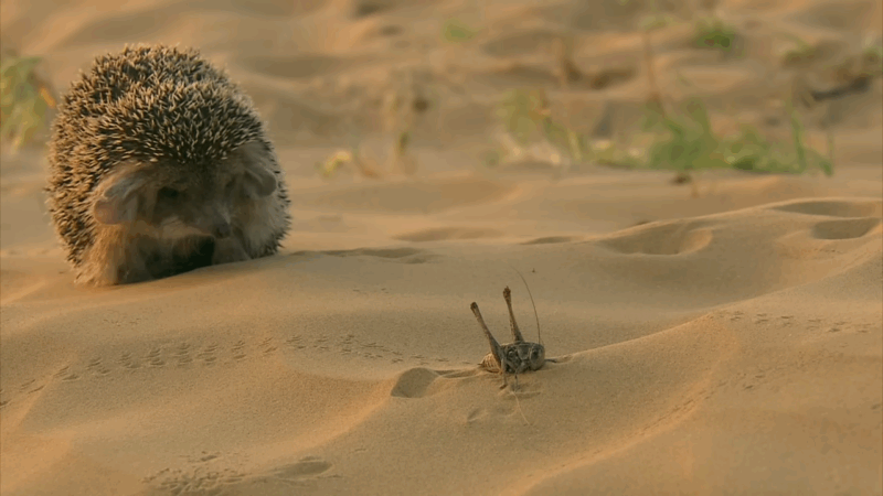 Desert Hedgehog approaches a grasshopper on sandy terrain in search of food