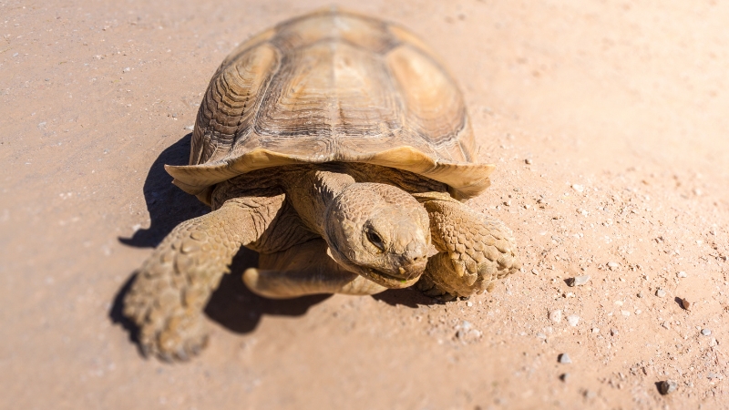 A desert tortoise on hot sand shows how it avoids skin burns