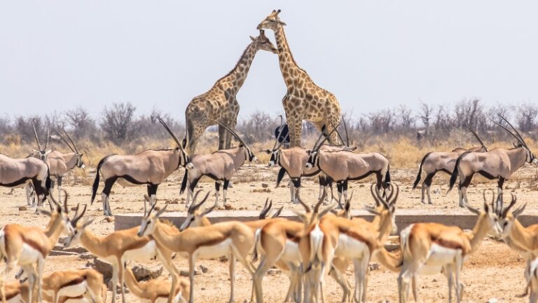 Giraffes and antelopes gather in a desert clearing under strong sunlight, raising the question: do animals get sunburned?