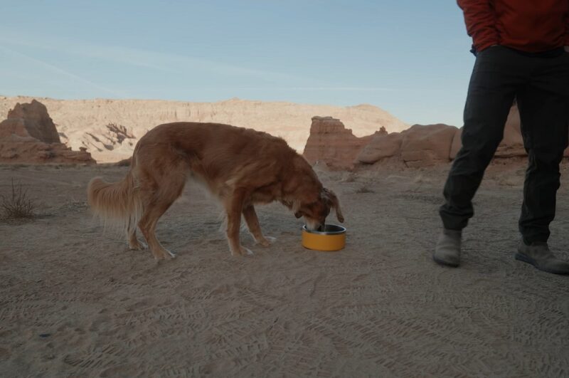 Dog eating from a bowl in a desert setting while a person stands nearby.
