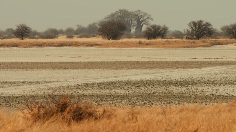 The Kalahari Desert in Botswana features sandy plains and resilient vegetation typical of the African desert ecosystem