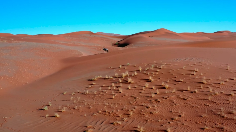 A lone oryx walks across the red dunes of the Namib Desert under a clear blue sky