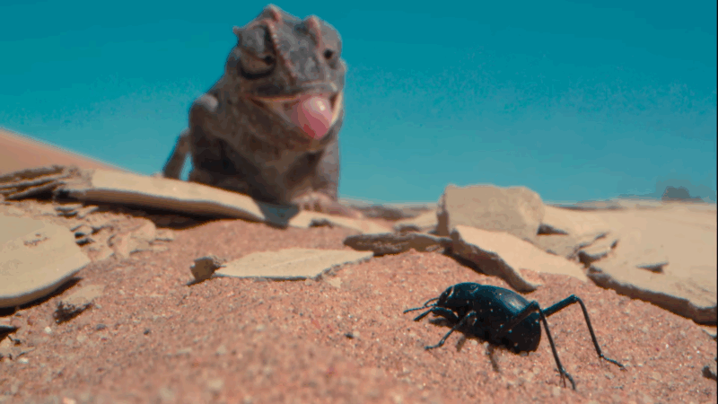 A chameleon watches a black beetle on the hot sand in the Namib Desert