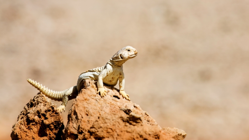 A desert lizard basks on a rock, showing how animals face sun damage in extreme heat