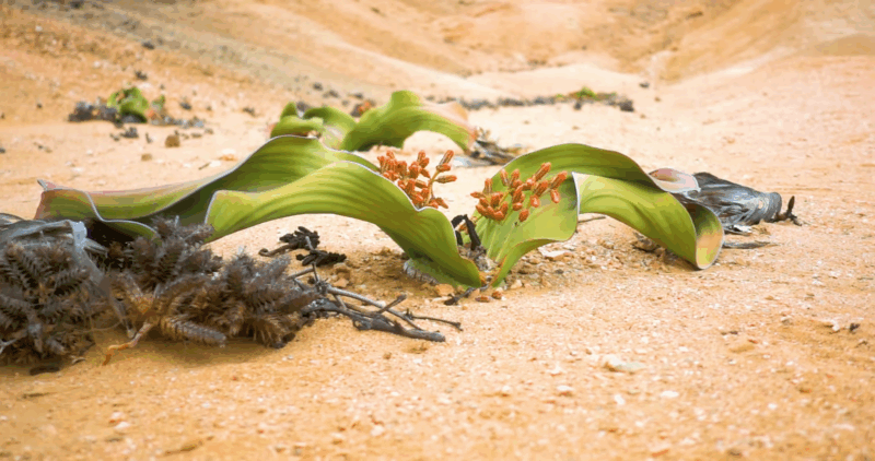 Welwitschia plants grow in the sandy Namib Desert