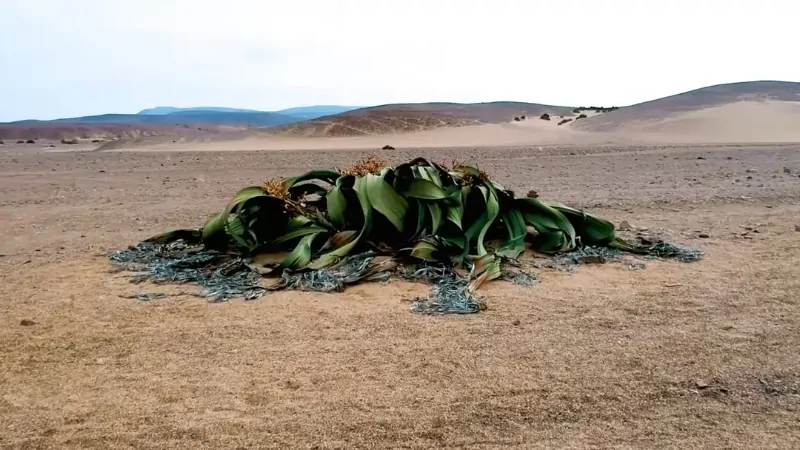 A sprawling Welwitschia plant with its two long, tattered leaves lies on the barren sand of the Namib Desert