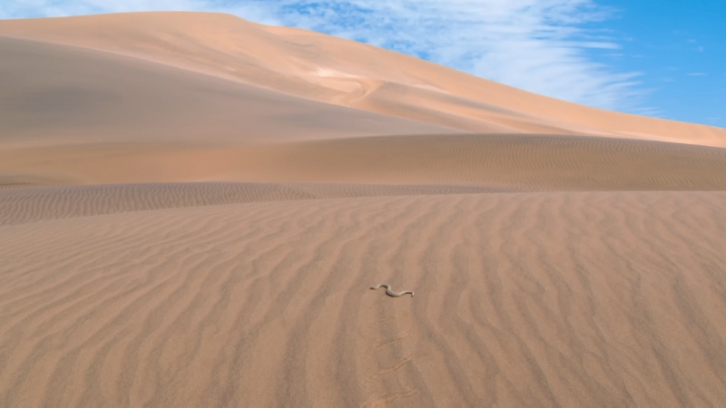 A snake crosses soft ridges of sand in the Namib Desert beneath wide open dunes and a blue sky