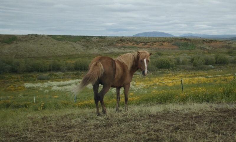 A brown Icelandic horse grazes in a meadow, surrounded by wildflowers and rolling hills