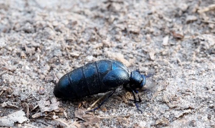 Close up photo of Alaskan beetle bug